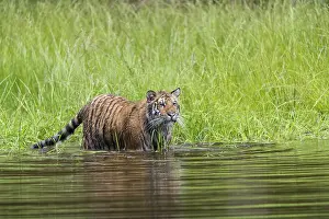 One young female Siberian Tiger