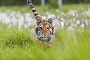 One young female Siberian Tiger