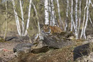 One young female Siberian Tiger