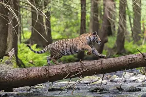One young female Siberian Tiger