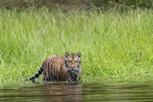 One young female Siberian Tiger