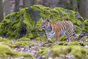 One young female Siberian Tiger
