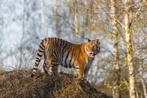 One young female Siberian Tiger