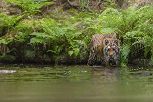 One young female Siberian Tiger