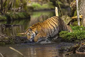 One young female Siberian Tiger