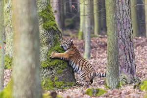 One young female Siberian Tiger