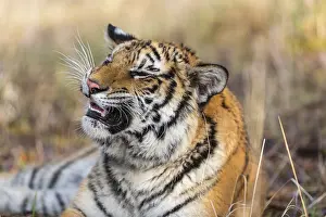 One young female Siberian Tiger
