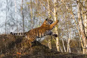 One young female Siberian Tiger