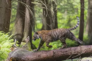 One young female Siberian Tiger