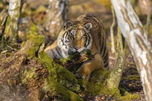One young female Siberian Tiger
