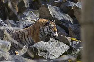 One young female Siberian Tiger
