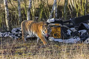 One young female Siberian Tiger