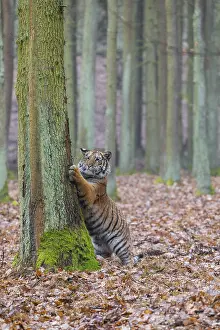 One young female Siberian Tiger