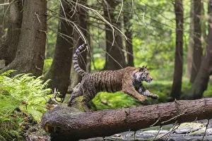 One young female Siberian Tiger