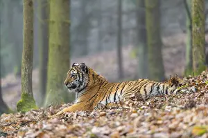 One young female Siberian Tiger