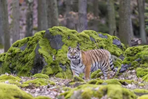 One young female Siberian Tiger