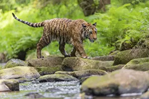 One young female Siberian Tiger