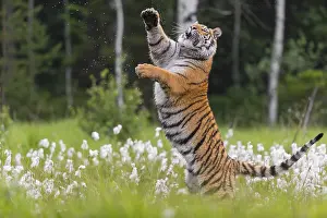 One young female Siberian Tiger