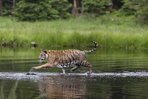 One young female Siberian Tiger