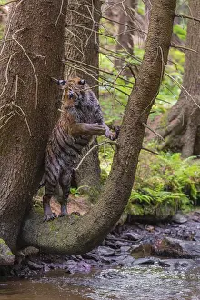 One young female Siberian Tiger