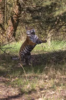 One young female Siberian Tiger