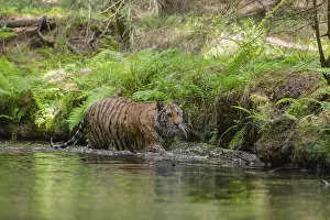 One young female Siberian Tiger