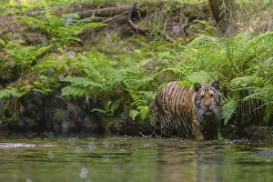 One young female Siberian Tiger