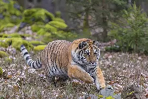 One young female Siberian Tiger