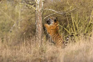 One young female Siberian Tiger