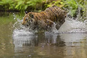 One young female Siberian Tiger