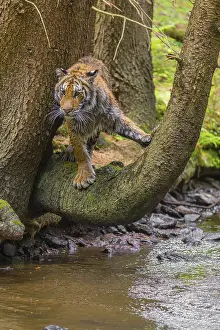 One young female Siberian Tiger