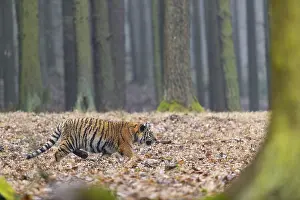 One young female Siberian Tiger