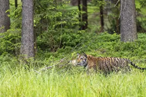 One young female Siberian Tiger