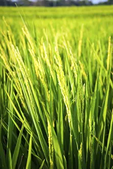 Young fresh green rice growing on a field