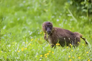 A young Gelada (Theropithecus gelada)