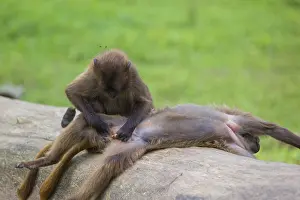 Two young Gelada (Theropithecus gelada)