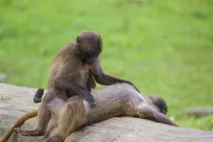 Two young Gelada (Theropithecus gelada)