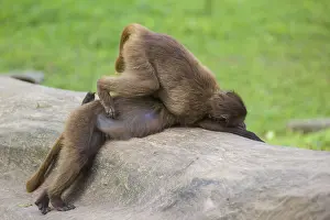 Two young Gelada (Theropithecus gelada)