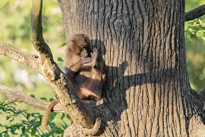 A young gelada (Theropithecus gelada) sits high in a tree in a forked branch and preens itself