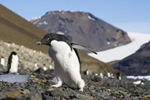 Young Gentoo Penguin (Pygoscelis papua)