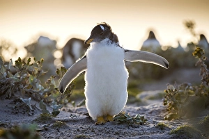 Young Gentoo penguin (Pygoscelis papua) in moult