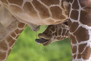 Young giraffe drinking urine of a grown up giraffe