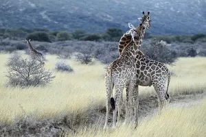 Two young giraffes (Giraffa camelopardalis giraffa) playing in the early morning light