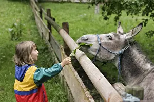 Young girl feeding a donkey, Bavaria