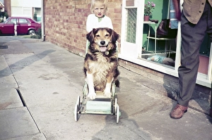 Young girl pushing her dog in a Comfifolda pram from the 1970s, Great Britain