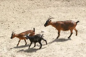 Young goat walking on the soil background