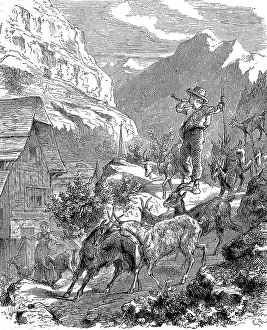 The young goatherd returns from the mountain pasture to the stable with his goats in the evening