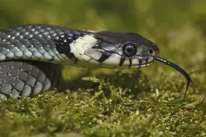 Young grass snake (Natrix natrix) with darting tongue