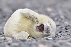 Young gray seal (Halichoerus grypus) on the beach