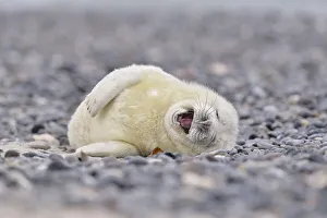 Young gray seal (Halichoerus grypus) on the beach